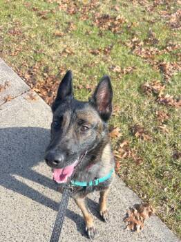 Hannah -  Dutch Shepherd Dog for Adoption in Meriden, Connecticut - Hannah | PetCurious