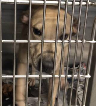 Shar Pei Dogs Available for Adoption - Raven | PetCurious