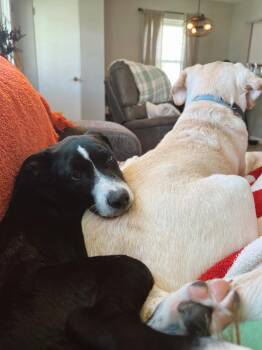 Border Collie Dogs Available for Adoption in Waunakee, Wisconsin - Cadbury | PetCurious