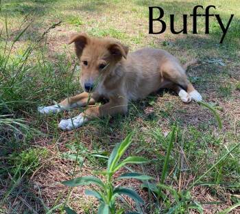 Mixed Breed Dogs Available for Adoption in Pembroke, Massachusetts - Buffy | PetCurious