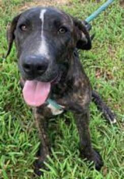 SAMANTHA -  Labrador Retriever and Catahoula Leopard Dog Dog for Adoption in Chicopee, Massachusetts - SAMANTHA | PetCurious
