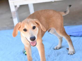 Rescue Shepherd and Labrador Retriever Dogs for Adoption in Conroe, Texas - Buddy (DF Litter) | PetCurious
