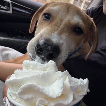 Labrador Retriever and Mixed Breed Dogs Available for Adoption in Fort Collins, Colorado - Rusty | PetCurious