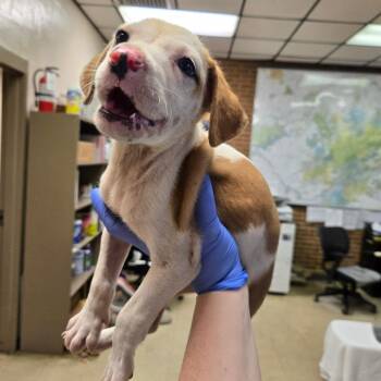 Polly -  Shepherd Dog for Adoption in Birmingham, Alabama - Polly | PetCurious