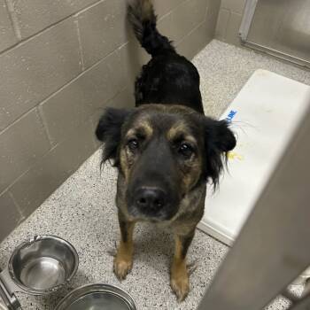 Rescue Australian Shepherd and Mixed Breed Dogs for Adoption in Carlyle, Illinois - Cocoa | PetCurious