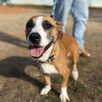 Rescue Basset Hound and Labrador Retriever Dogs for Adoption in Columbia, South Carolina - Bungalow | PetCurious