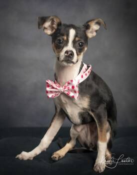 Chihuahua and Miniature Pinscher Dogs Available for Adoption - Hula | PetCurious