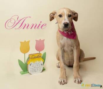 Boxer and Mixed Breed Dogs Available for Adoption in Fairhope, Alabama - Annie | PetCurious