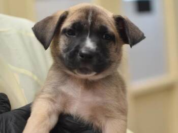 Gregory -  Terrier and Mixed Breed Dog for Adoption in Portland, Oregon - Gregory | PetCurious