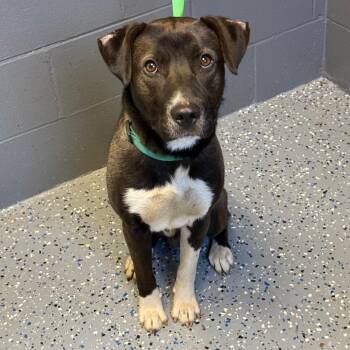 Labrador Retriever and Pit Bull Terrier Dogs Available for Adoption in Tuscaloosa, Alabama - TUSC-Stray-84124 | PetCurious