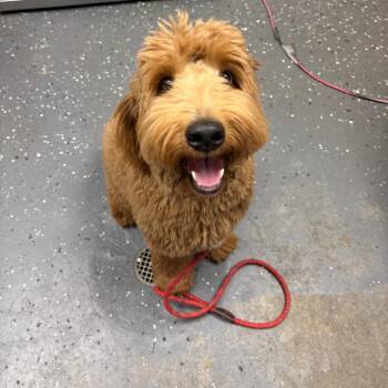 Garrot The Carrot -  Mixed Breed Dog for Adoption in Columbiana, Alabama - Garrot The Carrot | PetCurious