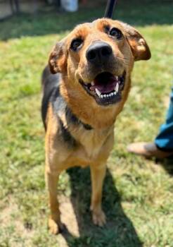 SURYAH -  German Shepherd Dog and Mixed Breed Dog for Adoption in York, South Carolina - SURYAH | PetCurious