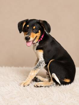 Candy Land (f) -  Australian Shepherd Dog for Adoption in Nashville, Tennessee - Candy Land (f) | PetCurious