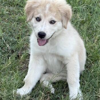 Cinnamon and Sugar - Double the Sweetness, One Pup at a Time -  Great Pyrenees and Australian Shepherd Dog for Adoption in Houston, Texas - Cinnamon And Sugar - Double The Sweetness, One Pup At A Time | PetCurious