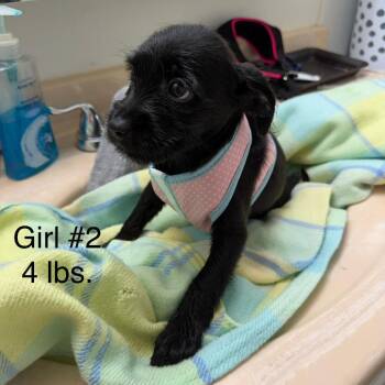 Carisi -  Terrier and Mixed Breed Dog for Adoption in Fort Lauderdale, Florida - Carisi | PetCurious
