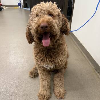 Rescue Poodle and Golden Retriever Dogs for Adoption in Warrensburg, Missouri - Adonis | PetCurious