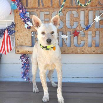 Moe -  Cattle Dog and Mixed Breed Dog for Adoption in Prescott, Arizona - Moe | PetCurious