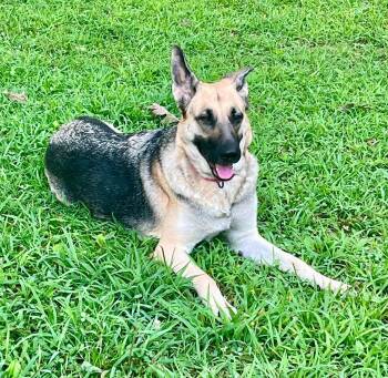 Rescue German Shepherd Dog Dogs for Adoption in Bellmawr, New Jersey - Rosie | PetCurious