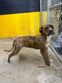 Mixed Breed Dogs Available for Adoption in Murray, Kentucky - Penny | PetCurious