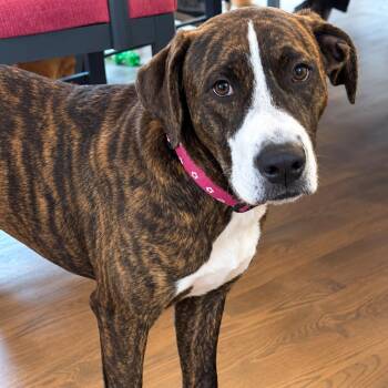 Vegas -  Plott Hound Dog for Adoption in Shakopee, Minnesota - Vegas | PetCurious