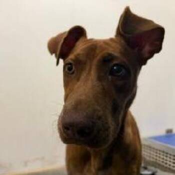 Clover -  Mixed Breed Dog for Adoption in Dickinson, Texas - Clover | PetCurious