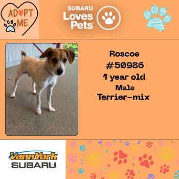 Rescue Terrier Dogs for Adoption in Randleman, North Carolina - Roscoe | PetCurious