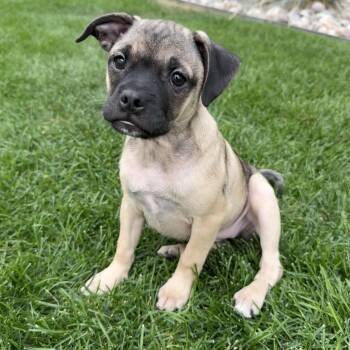 Sable -  Pug and Shepherd Dog for Adoption in Fort Collins, Colorado - Sable | PetCurious