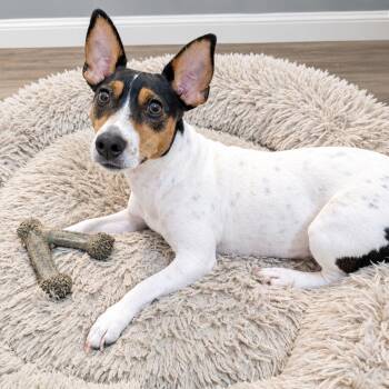 Penny -  Jack Russell Terrier and Toy Fox Terrier Dog for Adoption in Warren, Rhode Island - Penny | PetCurious