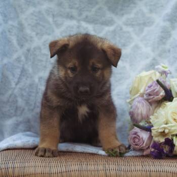 Rescue Mixed Breed Dogs for Adoption in Buffalo, Minnesota - Jesinia | PetCurious