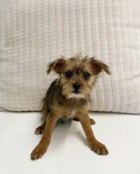 Rescue Mixed Breed Dogs for Adoption in Los Angeles, California - Mary Lou | PetCurious