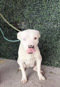 61145580 -  Pit Bull Terrier and Mixed Breed Dog for Adoption in El Paso, Texas - 61145580 | PetCurious