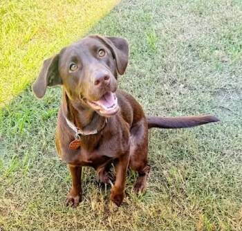 Maisie 3 -  Chocolate Labrador Retriever Dog for Adoption in Killingworth, Connecticut - Maisie 3 | PetCurious