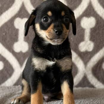 Terrier Dogs Available for Adoption - Prairie -*Available 2/21*Chino Hills Location | PetCurious