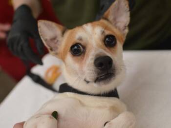 Kerchak -  Chihuahua and Terrier Dog for Adoption in Portland, Oregon - Kerchak | PetCurious
