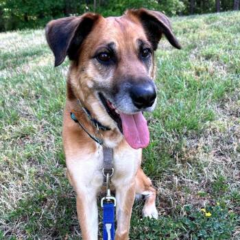 Hound and Shepherd Dogs Available for Adoption - Penny | PetCurious
