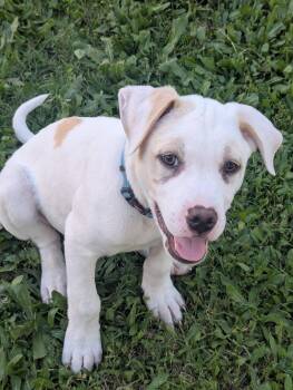 Mixed Breed and Boxer Dogs Available for Adoption in Bellflower, California - ISLAND | PetCurious