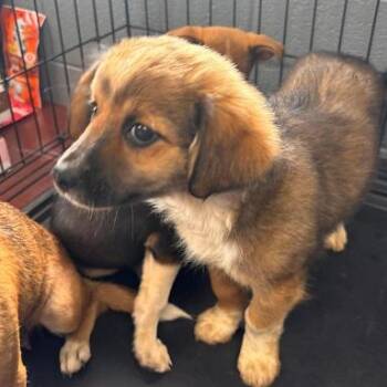 Churro -  Chihuahua Dog for Adoption in Bethel, Connecticut - Churro | PetCurious