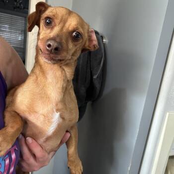 Noah -  Mixed Breed Dog for Adoption in Springboro, Ohio - Noah | PetCurious
