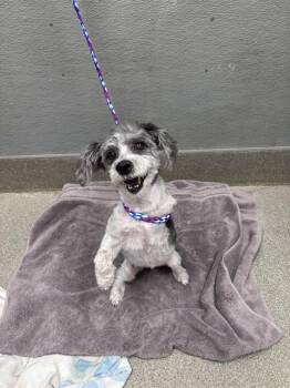 CASSIDY -  Terrier Dog for Adoption in Las Vegas, Nevada - CASSIDY | PetCurious