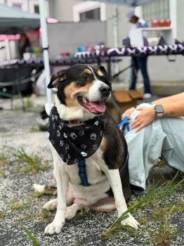 Trinity -  Hound Dog for Adoption in Lemont, Illinois - Trinity | PetCurious