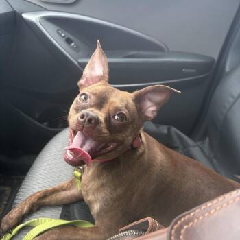 Tootsie -  Chihuahua Dog for Adoption in Seneca, Pennsylvania - Tootsie | PetCurious