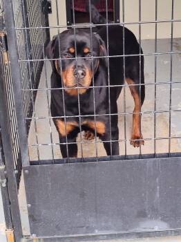 Rottweiler Dogs Available for Adoption in Lincoln, Nebraska - Ally Cat | PetCurious