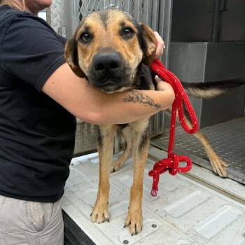 Suzie 1107 -  Mixed Breed Dog for Adoption in Hamilton, Georgia - Suzie 1107 | PetCurious