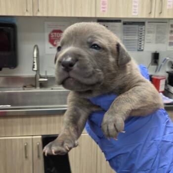 Crunch -  Mixed Breed Dog for Adoption in Chattanooga, Tennessee - Crunch | PetCurious