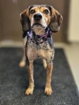 Beagle and Coonhound Dogs Available for Adoption in Barron, Wisconsin - Echo | PetCurious