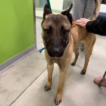 Belgian Shepherd Malinois Dogs Available for Adoption in Des Moines, Iowa - Appa | PetCurious