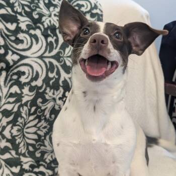 Dachshund and Chihuahua Dogs Available for Adoption in Watertown, New York - Moo Moo | PetCurious
