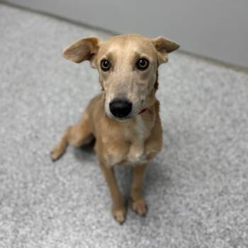 Italian Greyhound and Mixed Breed Dogs Available for Adoption in Monticello, Iowa - Gabby | PetCurious