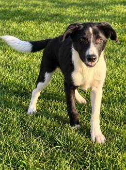 Doc -  Border Collie Dog for Adoption in Lagrange, Indiana - Doc | PetCurious