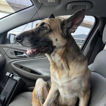 German Shepherd Dog Dogs Available for Adoption - FOUND DOG | PetCurious